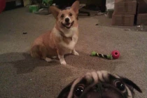 Cười té ghế với đủ kiểu "chụp ké" của thú cưng