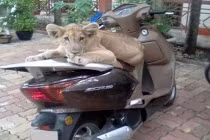 Ảnh cười Facebook: “Thú cưng” trông xe