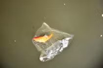 Phát nản với ý thức thả cá trong ngày ông Công ông Táo