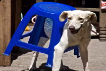 Khi thú cưng cố gắng sử dụng đồ nội thất 