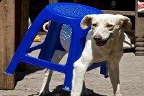 Khi thú cưng cố gắng sử dụng đồ nội thất 