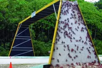 Đặc biệt những cây cầu dành riêng cho động vật