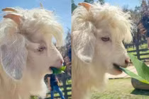 Nhan sắc chú dê lãng tử được mênh danh “đẹp trai nhất thế giới“