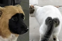 Màu lông nham nhở của chó mèo giống hệt “đang in thì hết mực”