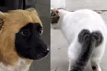 Màu lông nham nhở của chó mèo giống hệt “đang in thì hết mực”