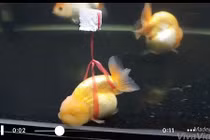 Câu chuyện chú cá “khuyết tật” khiến dân mạng phải trầm trồ thán phục