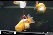 Câu chuyện chú cá “khuyết tật” khiến dân mạng phải trầm trồ thán phục