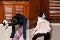 Không nhịn nổi cười với chú mèo đam mê tập yoga cùng chủ