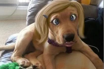 Khi thú cưng được gắn thêm phụ kiện hài hước