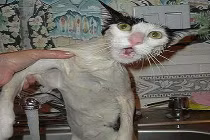 Những phản ứng siêu hài của mèo khi tắm