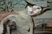 Những phản ứng siêu hài của mèo khi tắm