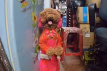 MXH Việt phát cuồng cô chó đi bằng 2 chân 5,5 triệu lượt xem