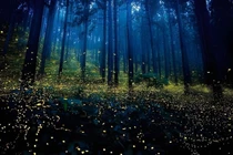 Rừng Cúc Phương vào mùa đom đóm, đẹp hơn cả cảnh trong Anime 