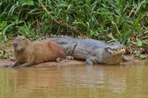 Tại sao Capybara có thể chung sống hòa thuận cùng cá sấu?