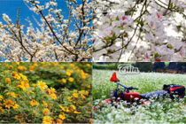 Lặng người ngắm những mùa hoa tuyệt mỹ ở Mộc Châu 