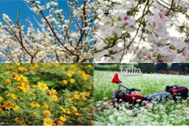 Lặng người ngắm những mùa hoa tuyệt mỹ ở Mộc Châu 