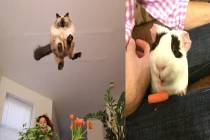 Siêu ngộ nghĩnh với những hành động bộc phát của thú cưng 