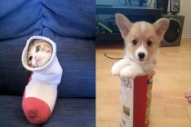 Siêu ngộ nghĩnh với những hành động bộc phát của thú cưng (2)