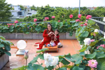 Vườn sen trên sân thượng của mẹ đảm khoe sắc, tha hồ sống ảo