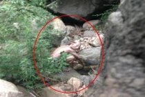 Quái vật xuất hiện tại Bắc Kinh gây xôn xao dân mạng