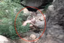 Quái vật xuất hiện tại Bắc Kinh gây xôn xao dân mạng