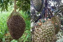 Độc lạ những cách “phòng thủ” tránh bị trộm sầu riêng làm netizen cười ngất