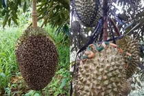 Độc lạ những cách “phòng thủ” tránh bị trộm sầu riêng làm netizen cười ngất