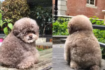 Dáng ngồi “dỗi cả thế giới”, chú chó bỗng nổi tiếng trên MXH