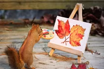 Ngắm ảnh sóc chuột siêu cute sinh hoạt như người