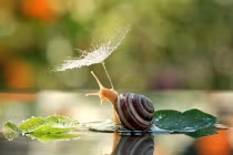 Vẻ đẹp cuộc sống hàng ngày của ốc sên