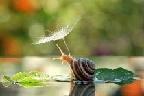 Vẻ đẹp cuộc sống hàng ngày của ốc sên