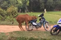 Ảnh cười Facebook: Sự tích "xe bò"