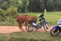 Ảnh cười Facebook: Sự tích "xe bò"