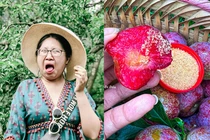 Mùa mận chín: Netizen truyền tay nhau nhìn thôi cũng ứa nước miếng