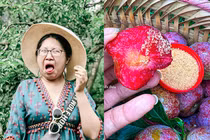 Mùa mận chín: Netizen truyền tay nhau nhìn thôi cũng ứa nước miếng