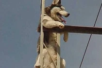 Pha mắc kẹt hài hước của động vật (4)