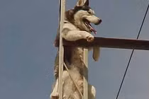 Pha mắc kẹt hài hước của động vật (4)