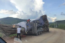 Dậy sóng hình ảnh xe tải chở cây cổ thụ khổng lồ ở Nghệ An