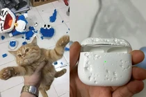 Những pha "báo đời" của chó mèo khiến chủ khóc thét