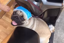 Chết cười hình ảnh hội boss nhà giàu về quê ăn Tết