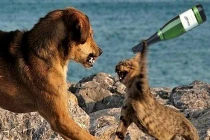 "Đại chiến" chó mèo 