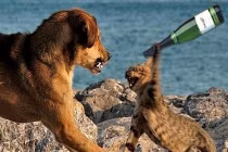 "Đại chiến" chó mèo 