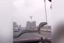 Rắn khủng bất ngờ xuất hiện trước kính ôtô