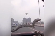 Rắn khủng bất ngờ xuất hiện trước kính ôtô