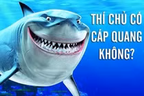 Ảnh chế cá mập cắn đứt cáp quang cười vỡ bụng