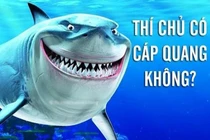 Ảnh chế cá mập cắn đứt cáp quang cười vỡ bụng