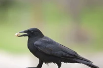 Trí thông minh đáng kinh ngạc của loài quạ