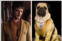 Khi thú cưng cosplay “Trò chơi vương quyền“