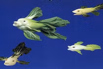 Tạo hình siêu dễ thương từ rau, củ, quả