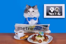 Khi động vật... "đảm đang", thích "làm đỏm"